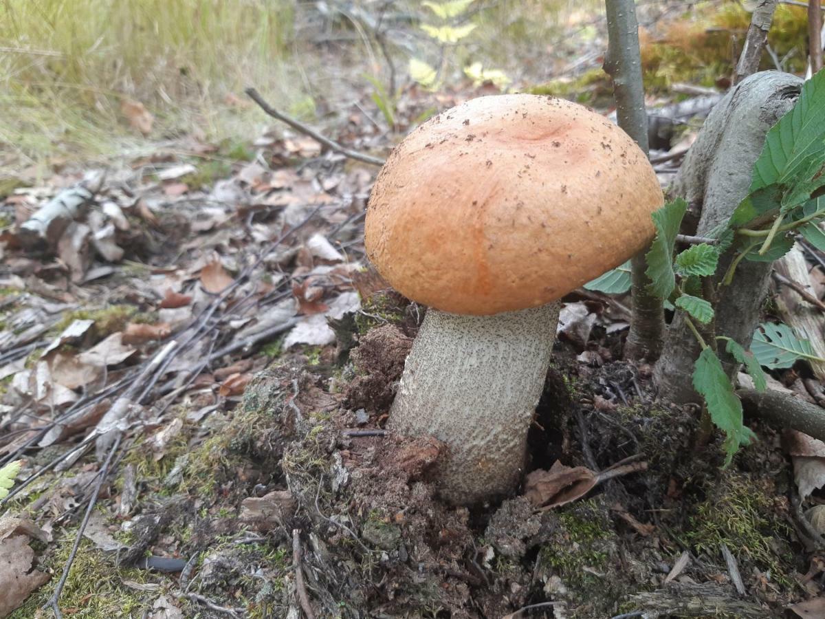 Ulkoporeamme Niemelä Melkoniemi Exterior foto